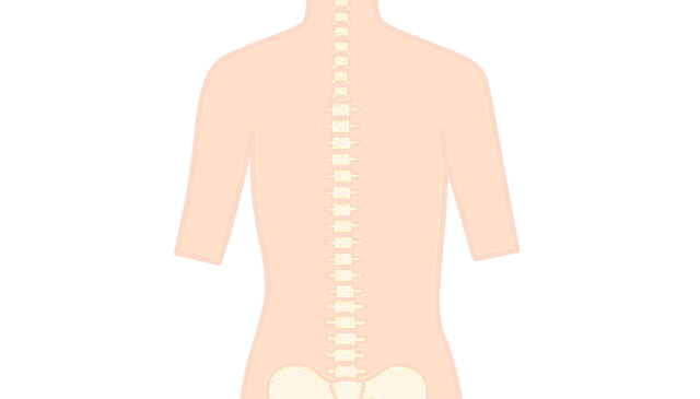 脊椎の分野